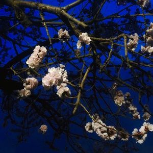 王秋儿蕾丝三角裤跳钢管舞
